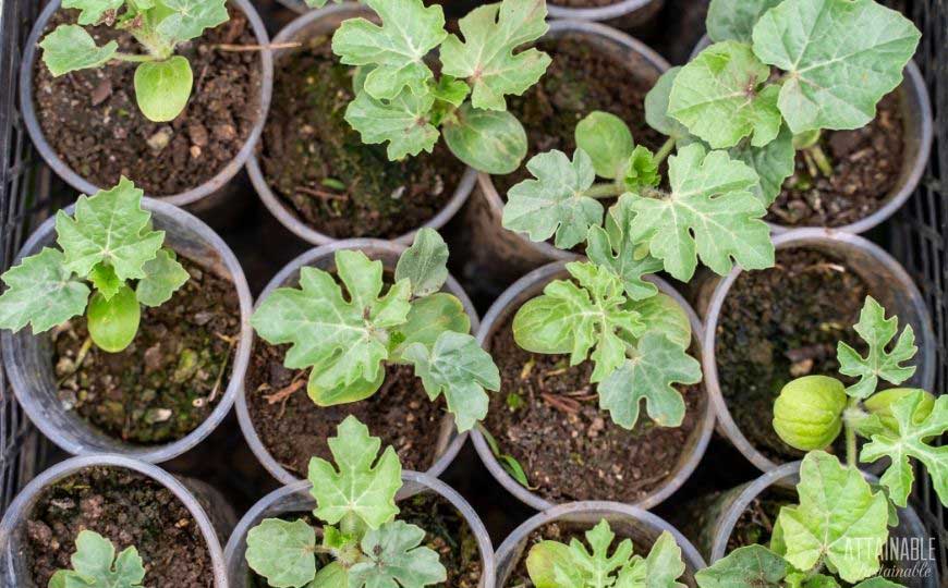 watermelon seedlings in pots from above