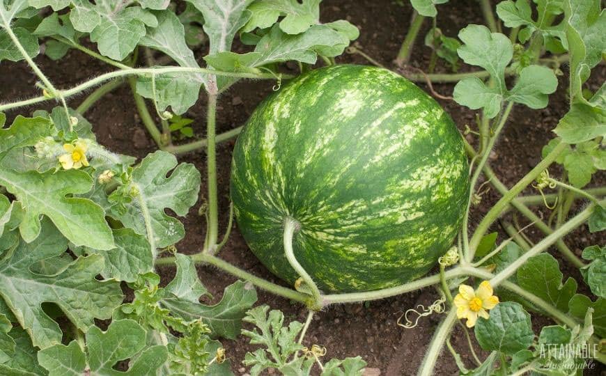 green watermelon fruit growing on vines