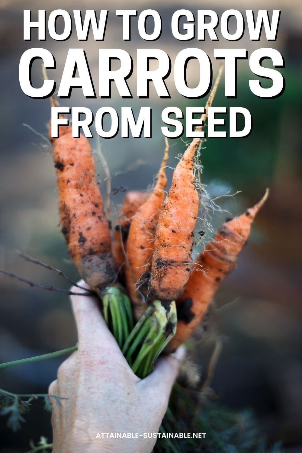 hand holding carrots freshly pulled, with roots pointing upward.