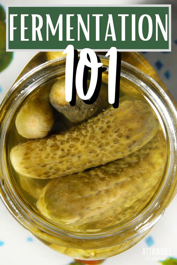 Jar of pickles from above with words: fermentation 101