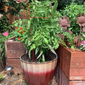 tomato plant in a red and white ceramic pot.