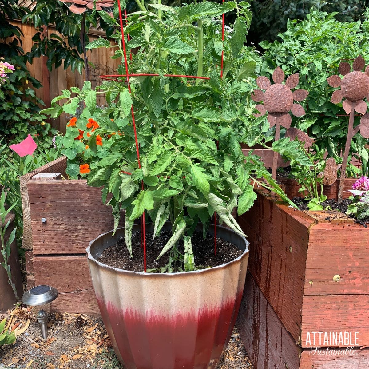 Growing Tomatoes in Pots