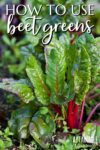 beet leaves growing in a garden.