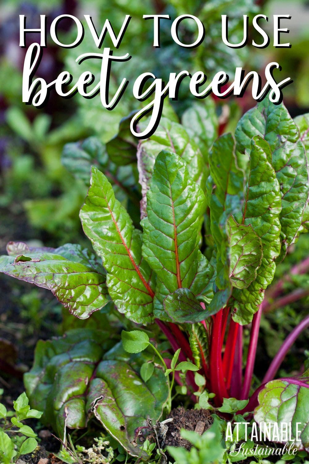 beet leaves growing in a garden.