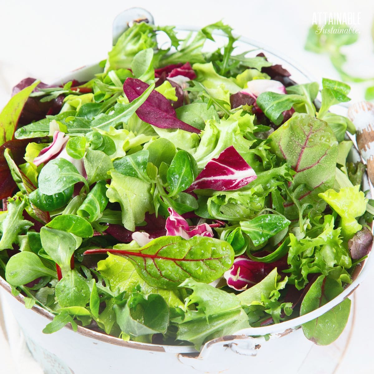 Green salad with baby beetroot greens.