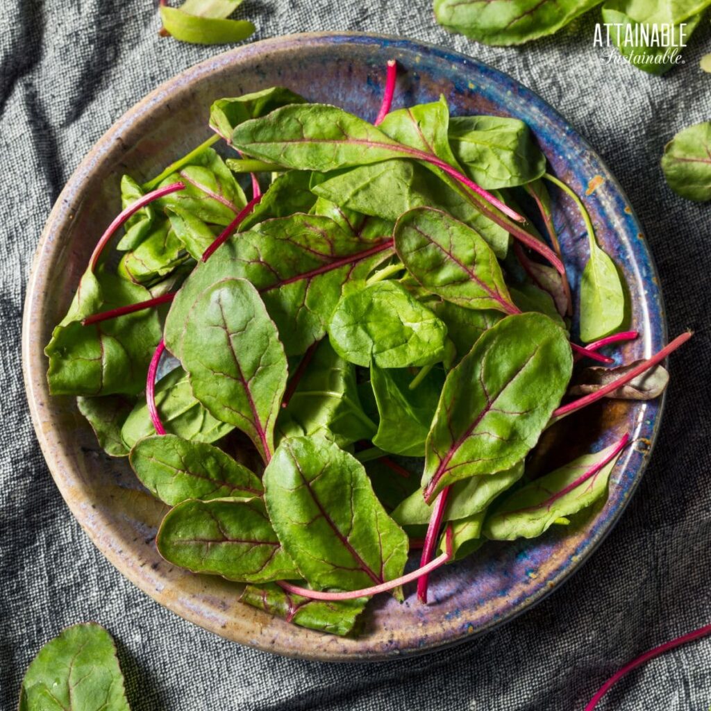 Beet Top Greens