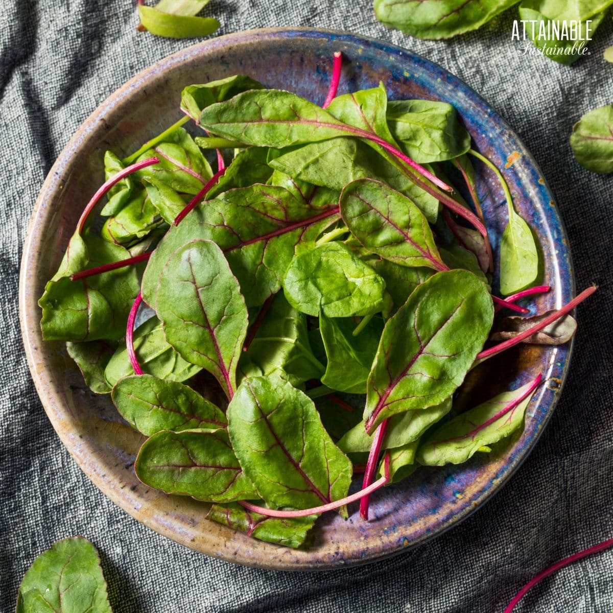 young beet greens in a pottery dish.