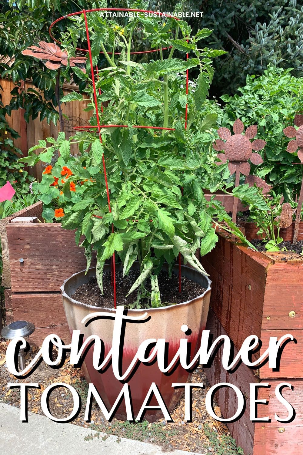 tomato plant in a ceramic planter.