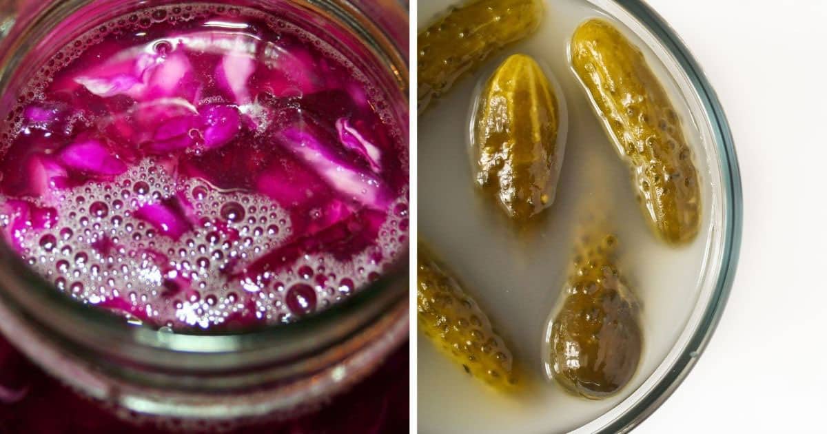 red cabbage kraut, left; fermenting pickles, right.