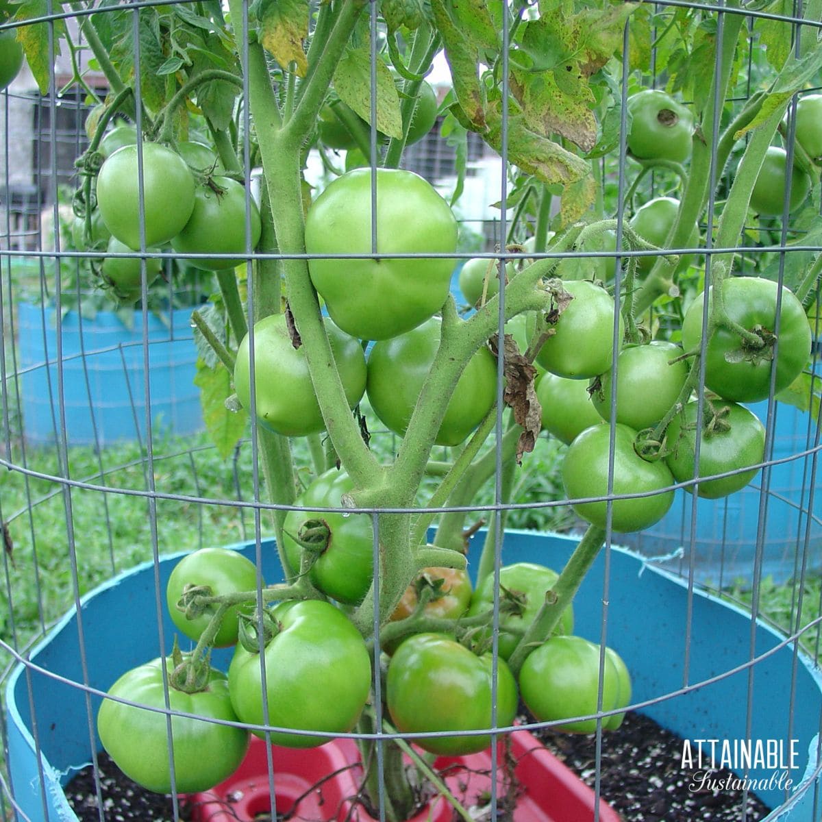 tomato plant in an upcycled blue barrel planter with lots of green tomatoes on it.