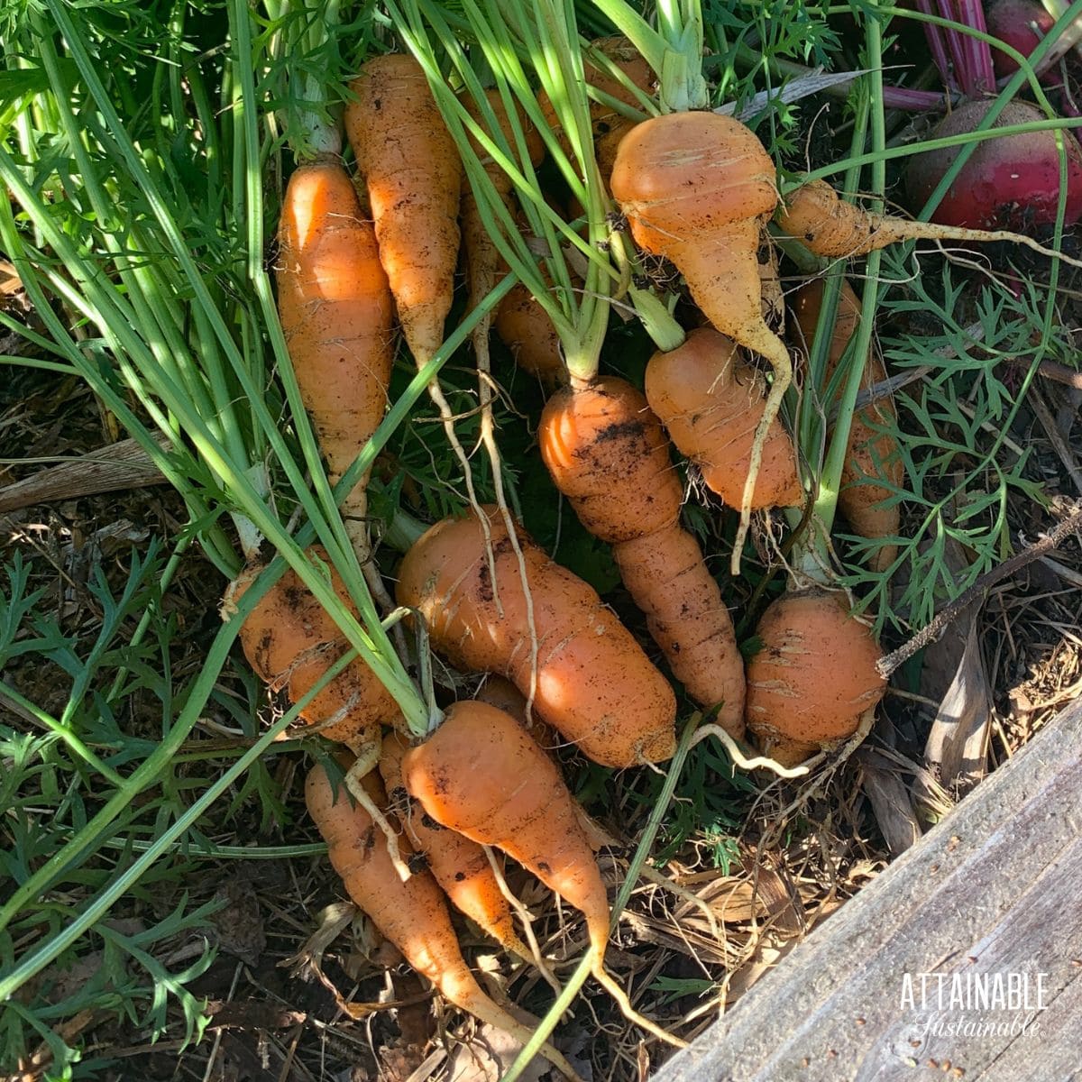 orange carrots recently pulled from the garden, greens still intact.