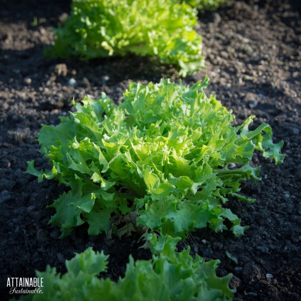 Planting Vegetables that Grow in Shade for a Successful Harvest