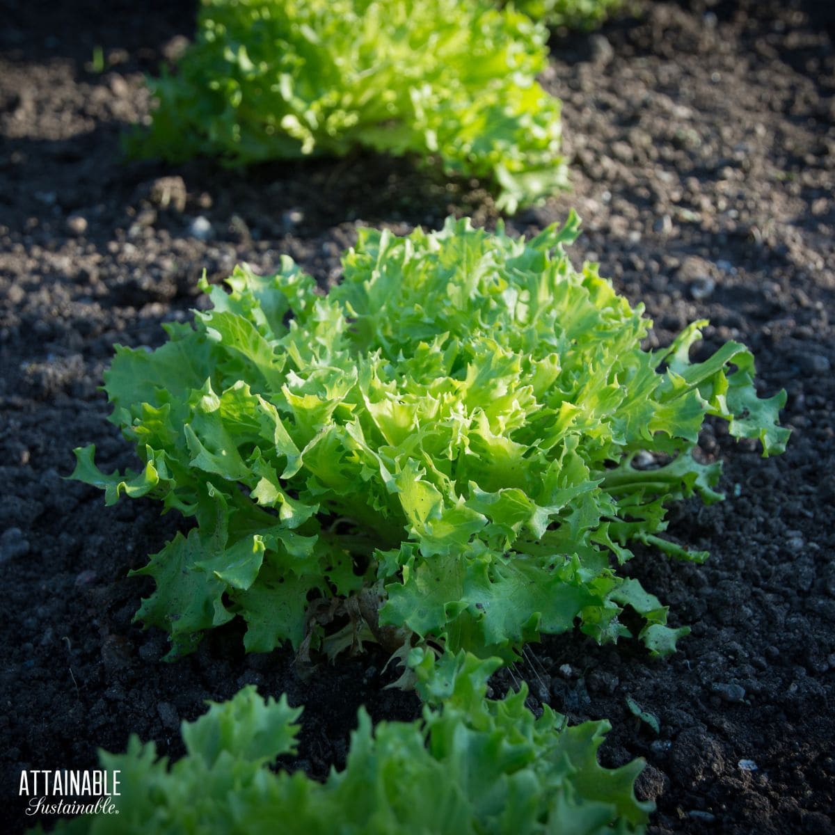 green leaf lettuce growing in partial shade.