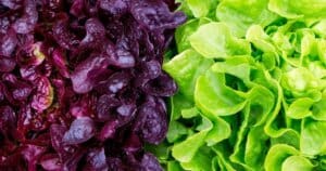shade crops: dark purple and light green lettuce