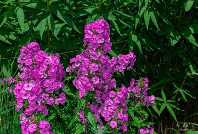 pink phlox flowers