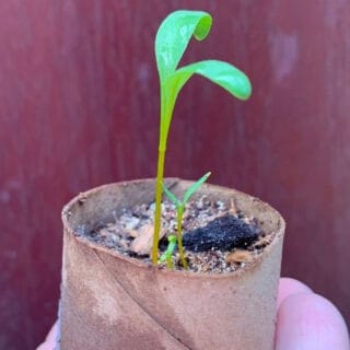 beet seedling in a container