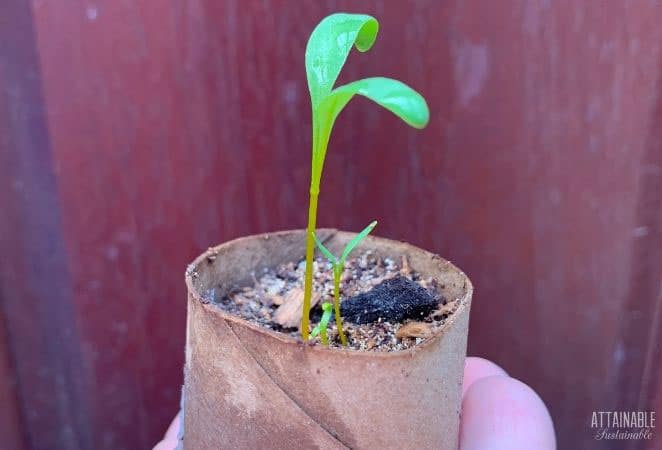beet seedling in a container