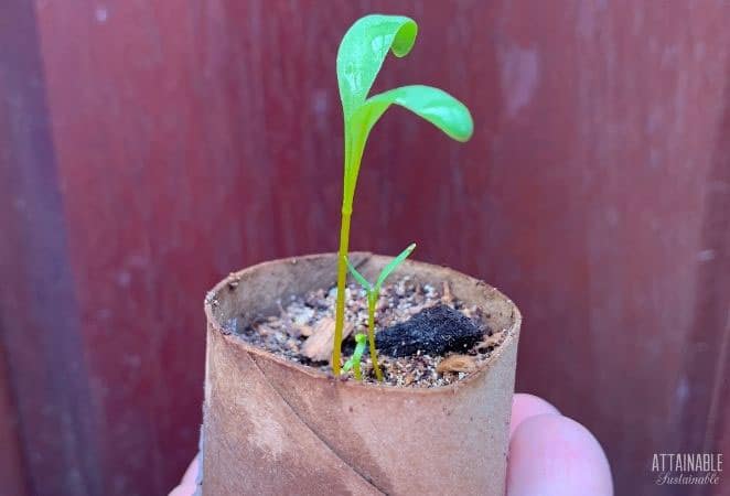 beet seedling in a container