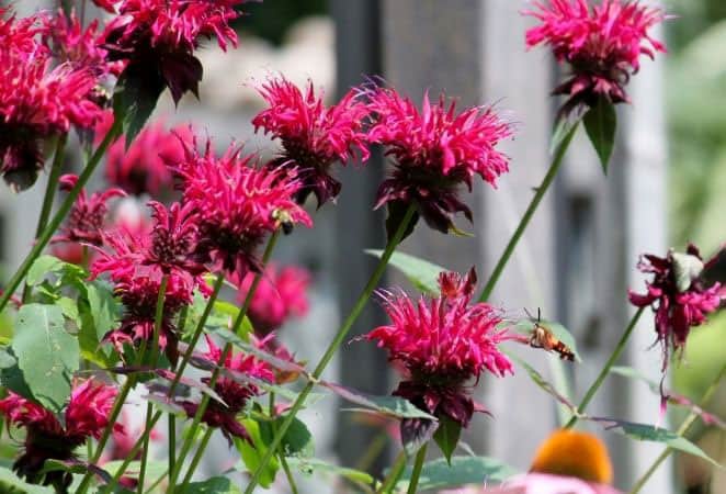 pink bee balm flowers