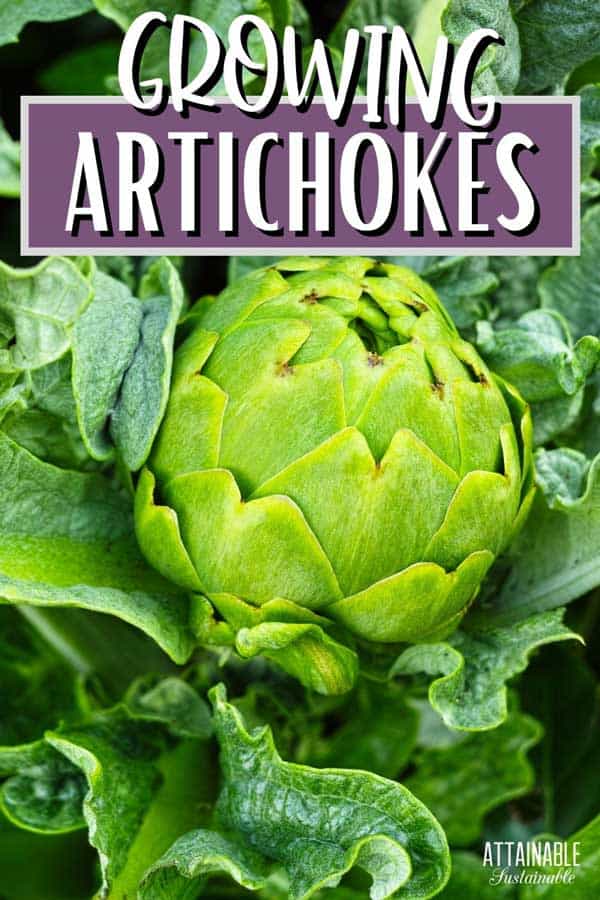 green artichoke up close