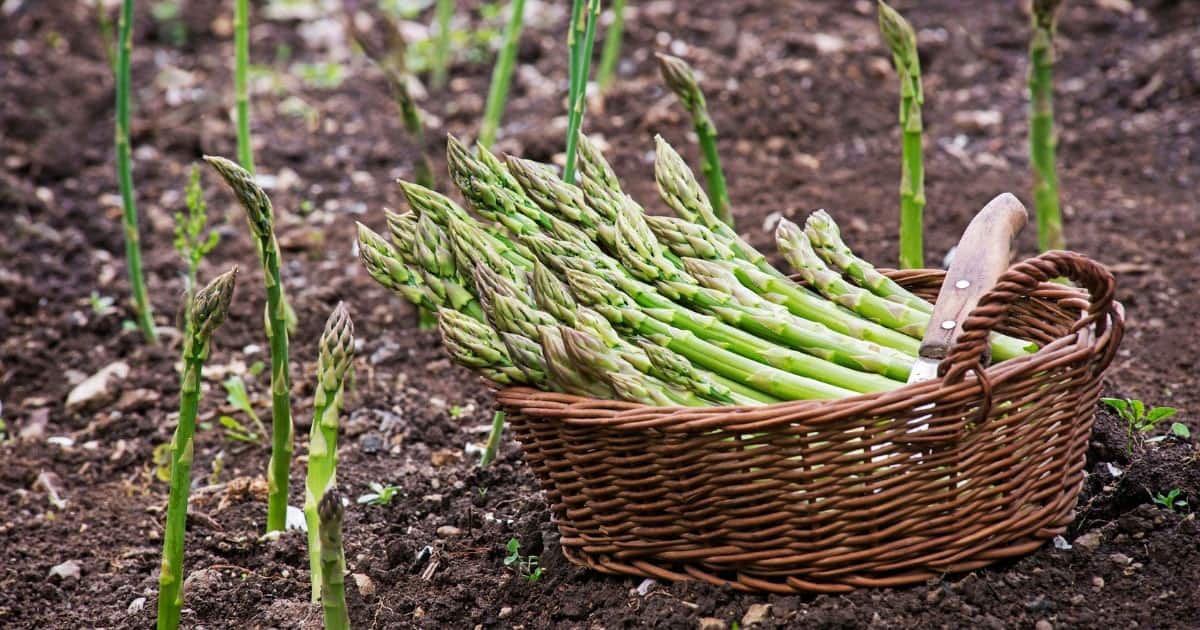 basket of freshly harvested asparagus