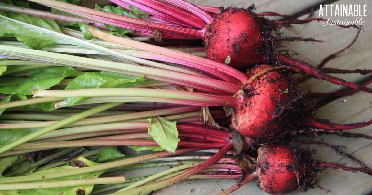 freshly harvested red beets