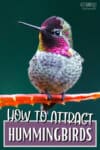hummingbird on a branc