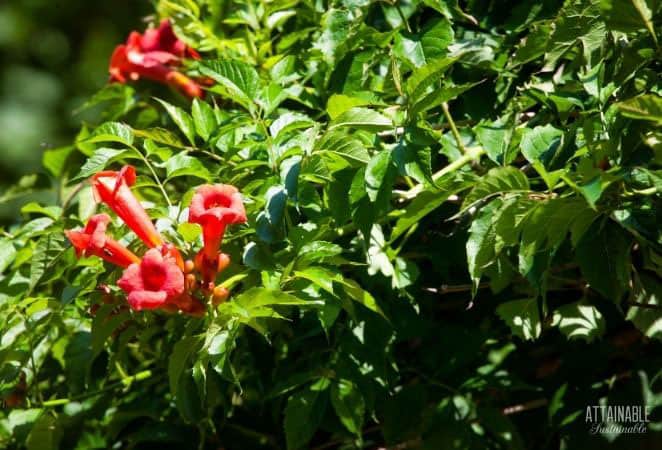 red trumpet vine