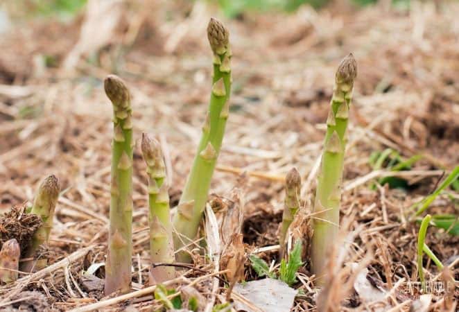 asparagus spears in the ground