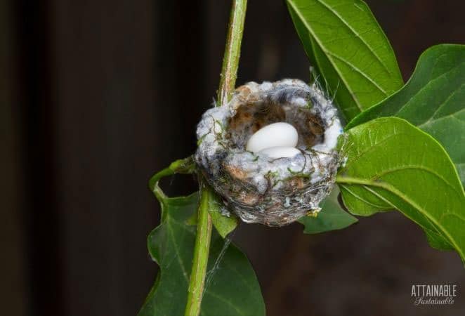 hummingbird nest with two white eggs