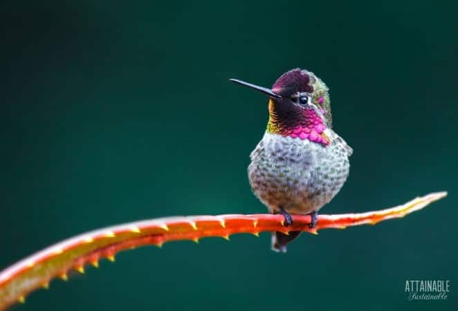 hummingbird on an aloe vera blade