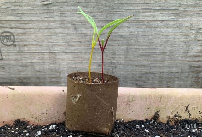 beet seedling in an upcycled seed starter pot