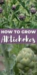 artichokes growing on a plant