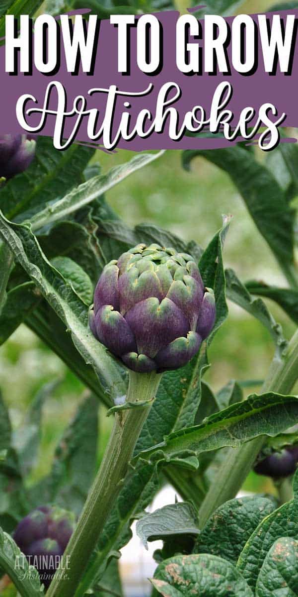 purple artichoke on a plant