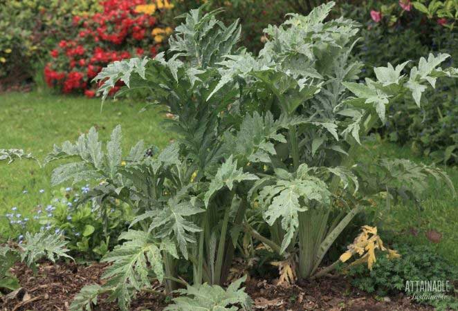 artichoke plant