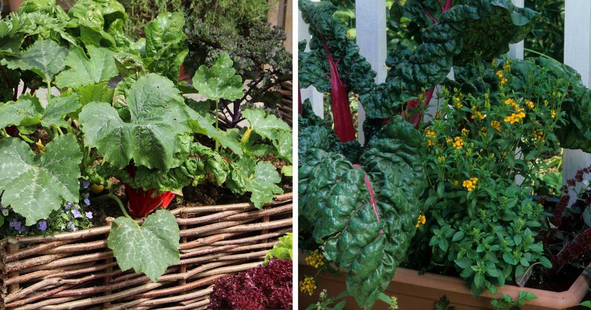 wattle and daub container garden, pot with swiss chard