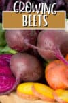 colorful fresh beets