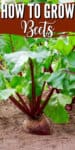 beet growing in a garden