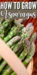 fresh asparagus spears in a bakset