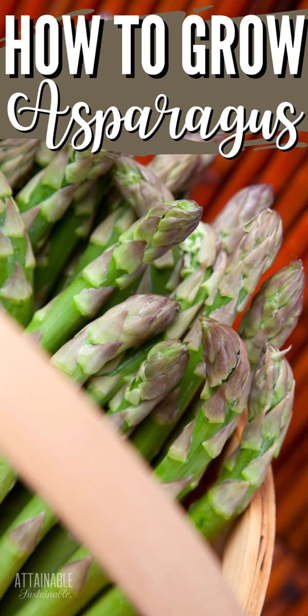 fresh asparagus spears in a bakset