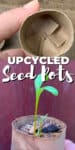 cardboard tube with ends folded in to be a seed starter pot; seed growing in pot