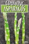 asparagus spears poking from the ground