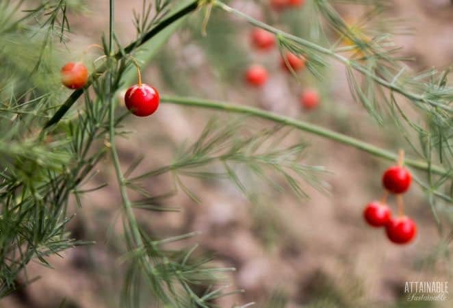 red berries on a green fern-like plant