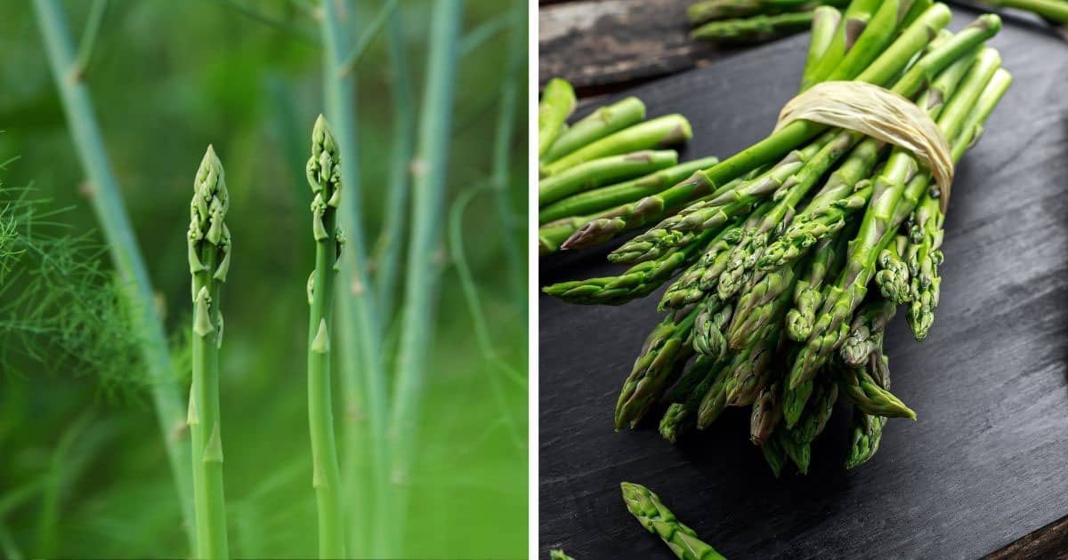 Growing Asparagus for a Perennial Garden Harvest