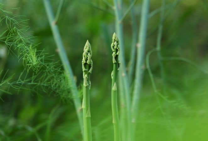 new asparagus spears