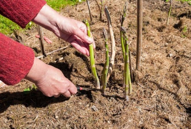 hands harvesting asparagus spears