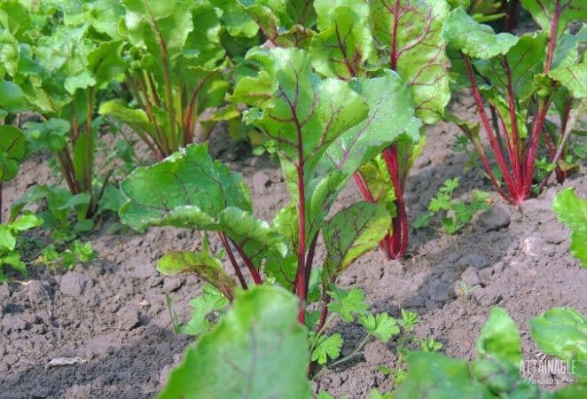 beets growing in soil