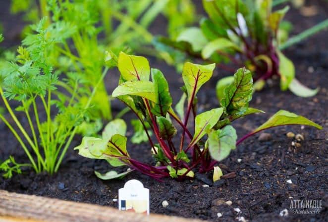 growing young beet seedlings