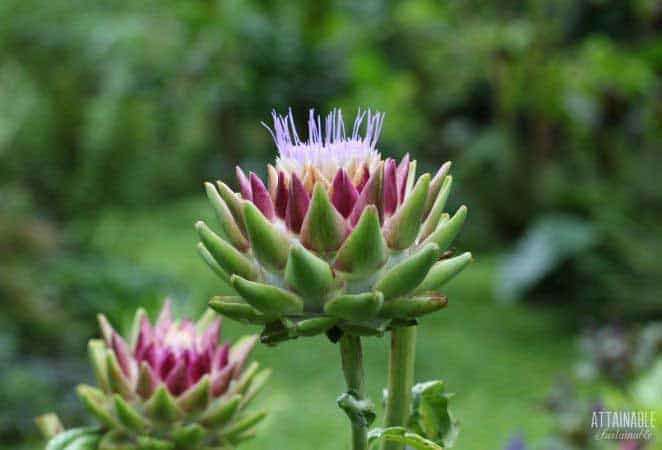 artichoke beginning to flower