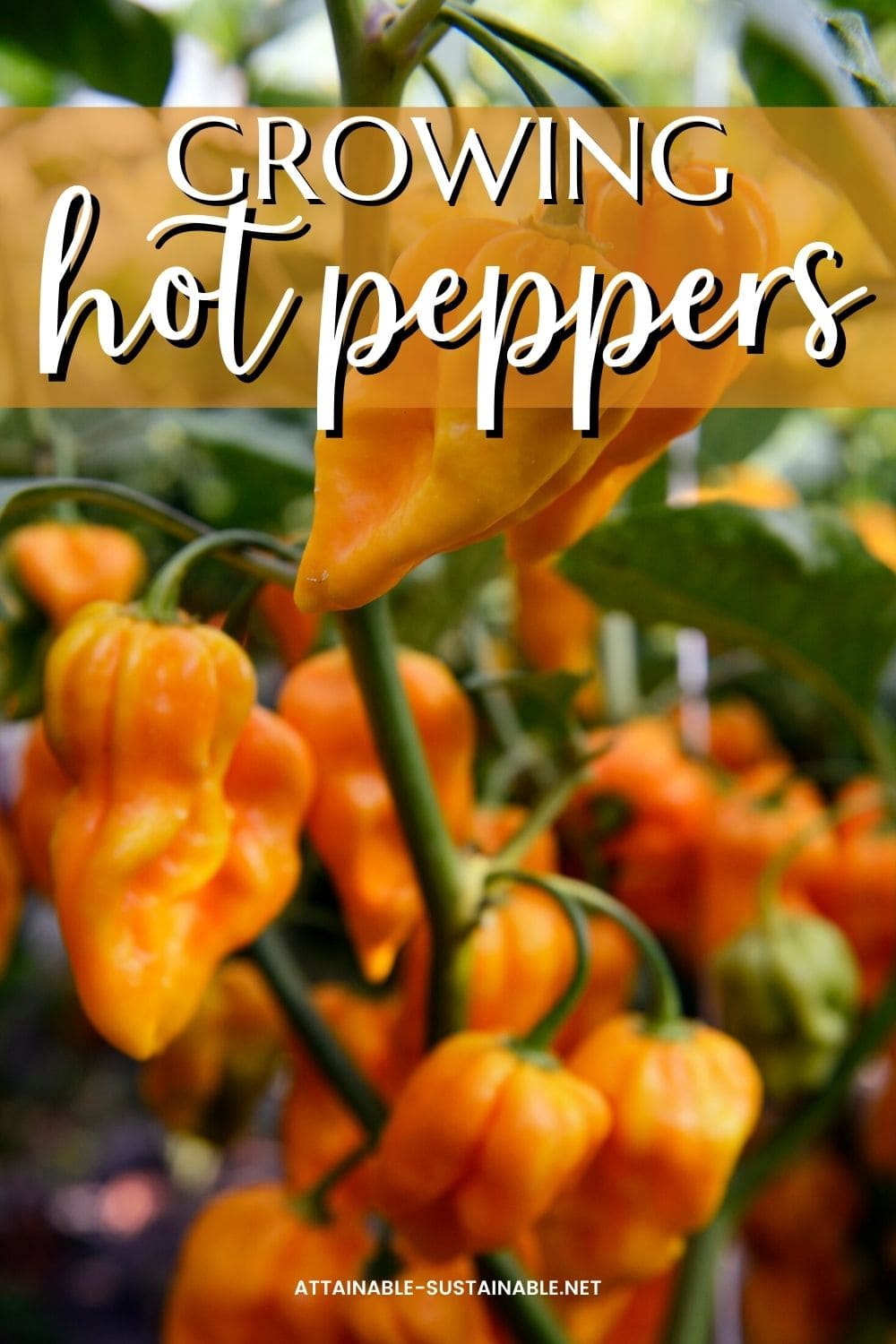 orange hot peppers on a plant.